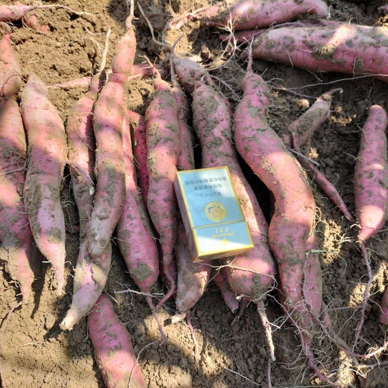 红薯