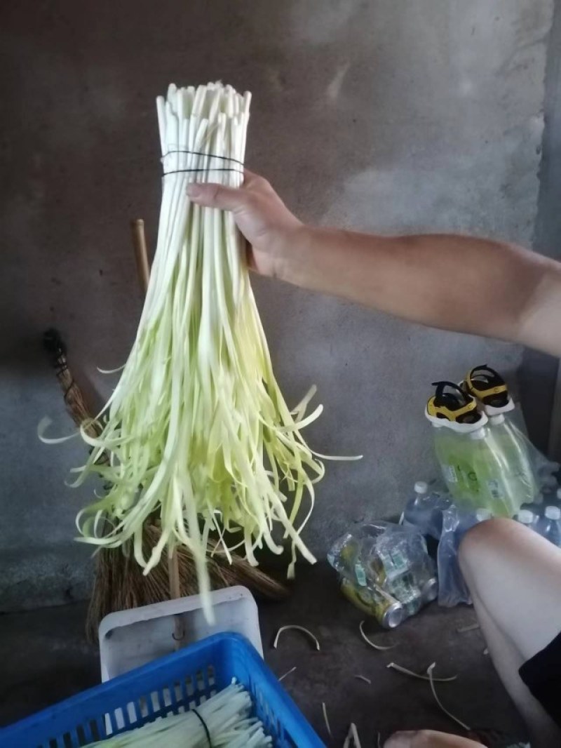 头刀干韭黄大量上市