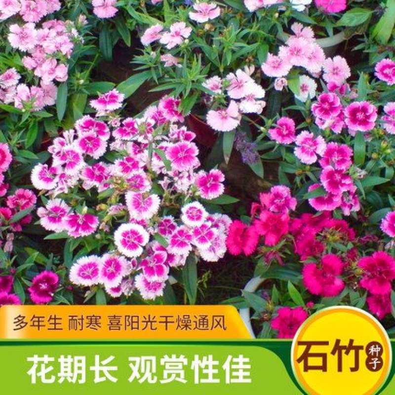 五彩石竹花种子四季开花易种室内阳台盆栽矮生观赏室外庭院花