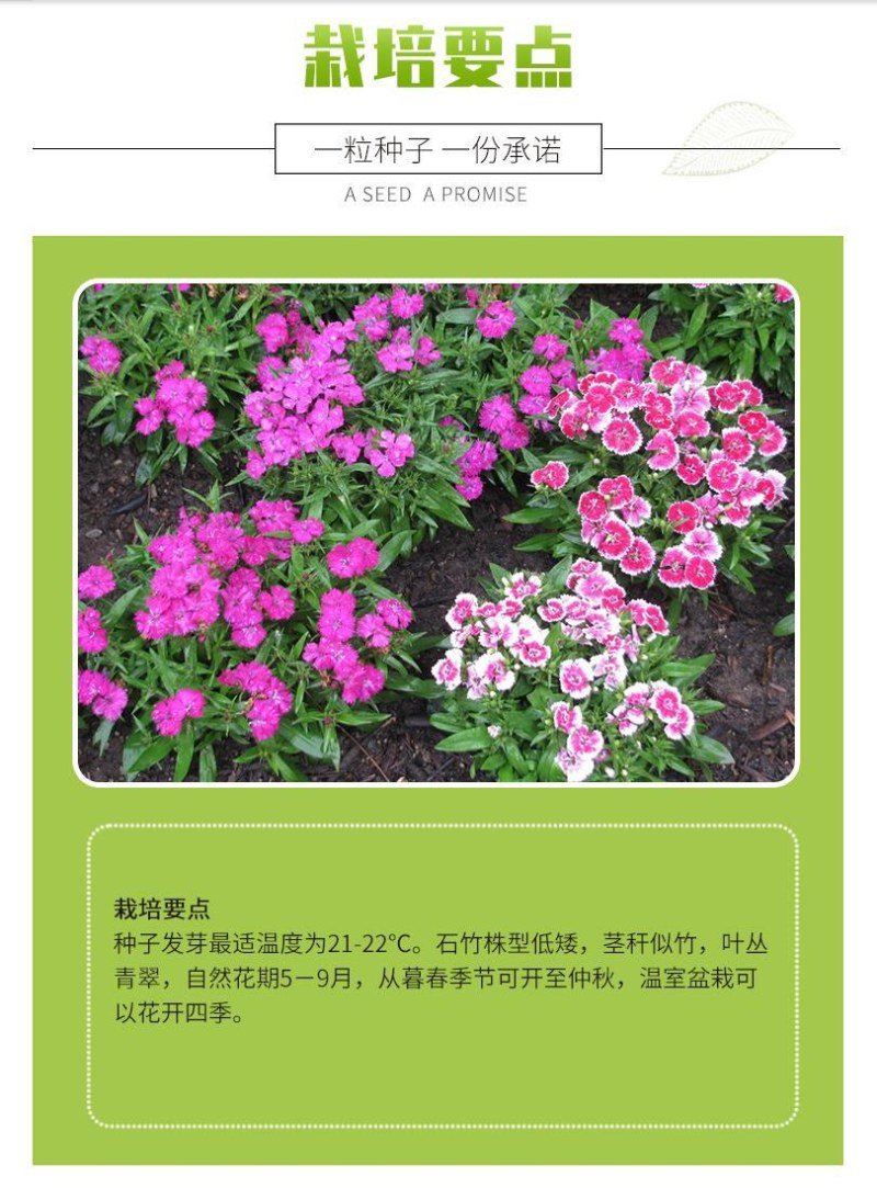 五彩石竹花种子四季开花易种室内阳台盆栽矮生观赏室外庭院花