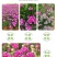 五彩石竹花种子四季开花易种室内阳台盆栽矮生观赏室外庭院花