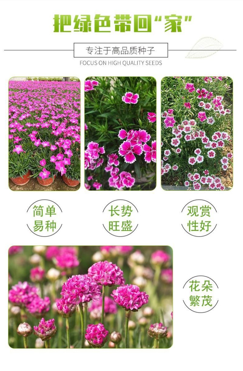 五彩石竹花种子四季开花易种室内阳台盆栽矮生观赏室外庭院花