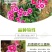 五彩石竹花种子四季开花易种室内阳台盆栽矮生观赏室外庭院花
