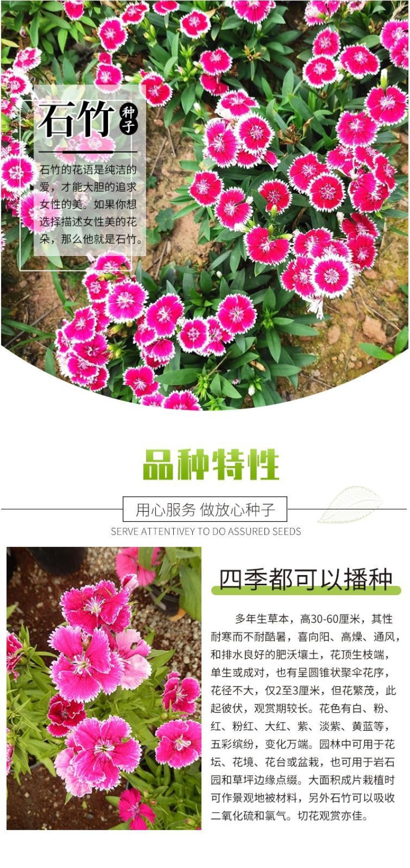 五彩石竹花种子四季开花易种室内阳台盆栽矮生观赏室外庭院花
