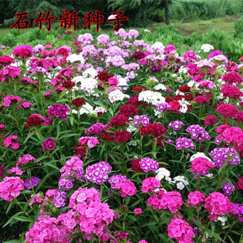 五彩石竹花种子四季开花易种室内阳台盆栽矮生观赏室外庭院花