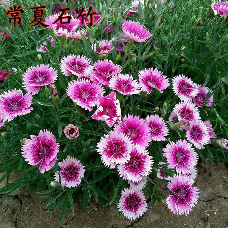 五彩石竹花种子四季开花易种室内阳台盆栽矮生观赏室外庭院花