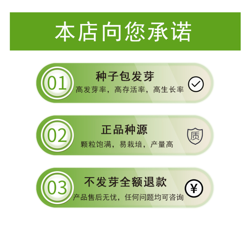 五彩石竹花种子四季开花易种室内阳台盆栽矮生观赏室外庭院花