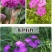 五彩石竹花种子四季开花易种室内阳台盆栽矮生观赏室外庭院花