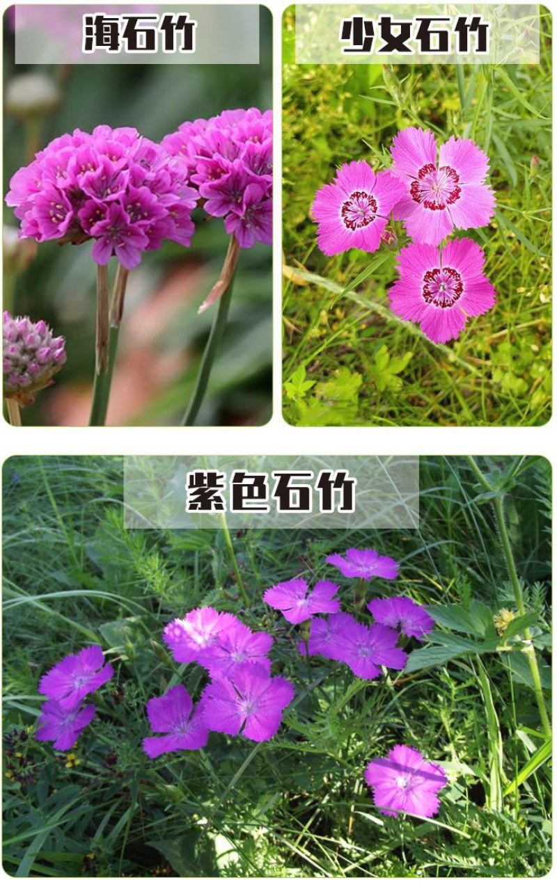 五彩石竹花种子四季开花易种室内阳台盆栽矮生观赏室外庭院花