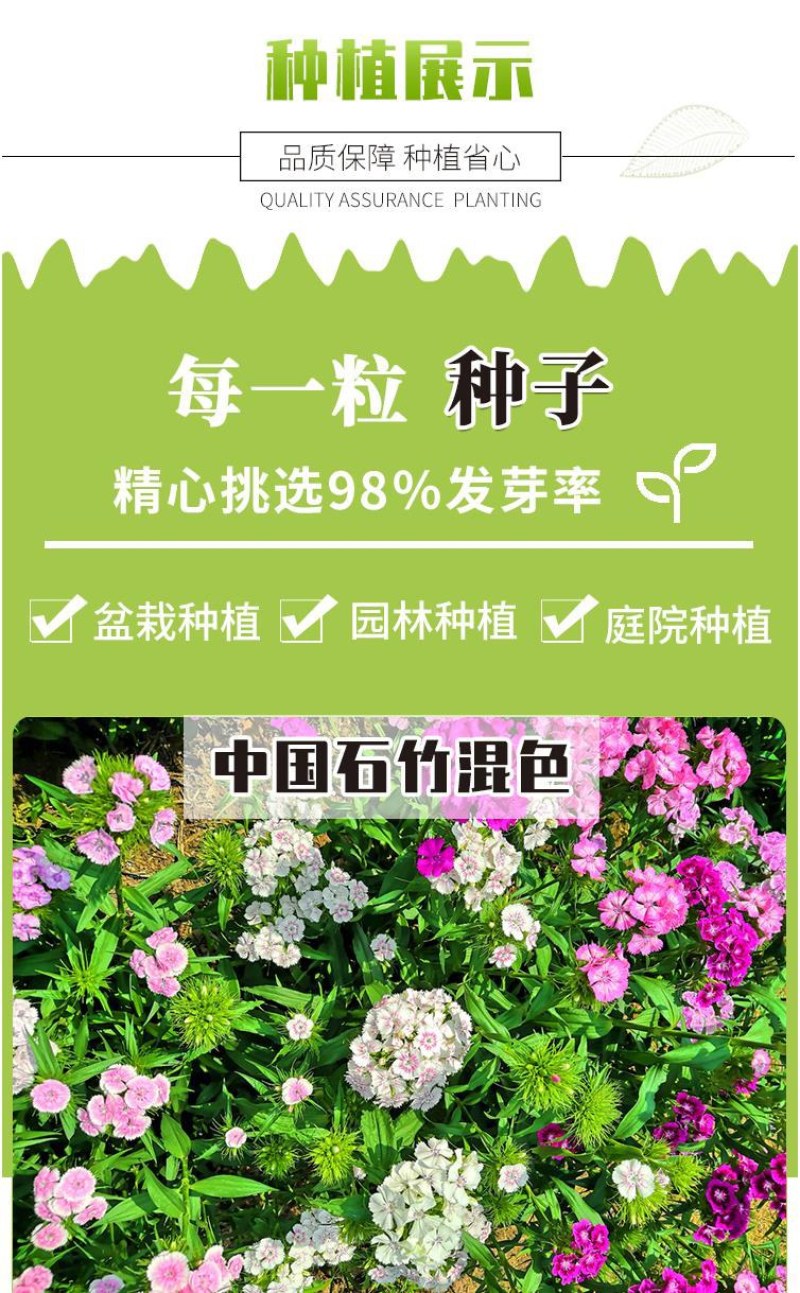 五彩石竹花种子四季开花易种室内阳台盆栽矮生观赏室外庭院花