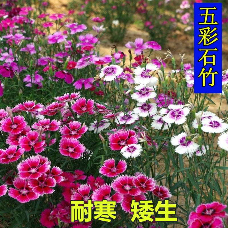 五彩石竹花种子四季开花易种室内阳台盆栽矮生观赏室外庭院花
