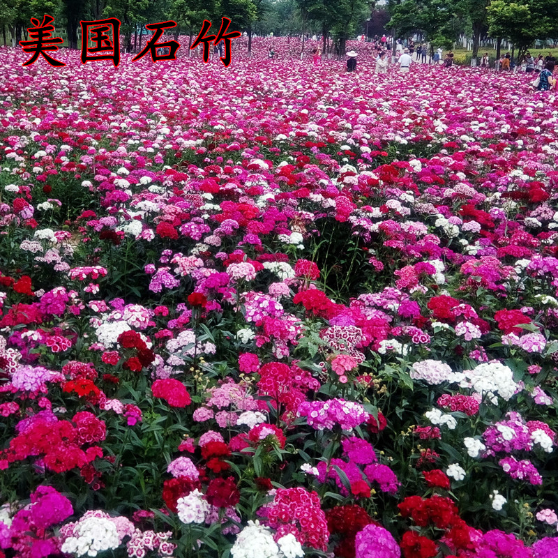 五彩石竹花种子四季开花易种室内阳台盆栽矮生观赏室外庭院花