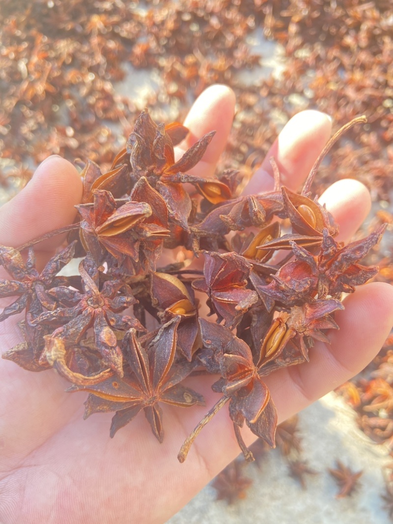 广西八角水烫大红八角自然晒干无硫八角大茴香