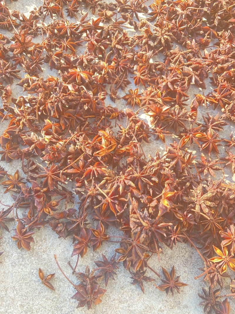 广西八角水烫大红八角自然晒干无硫八角大茴香
