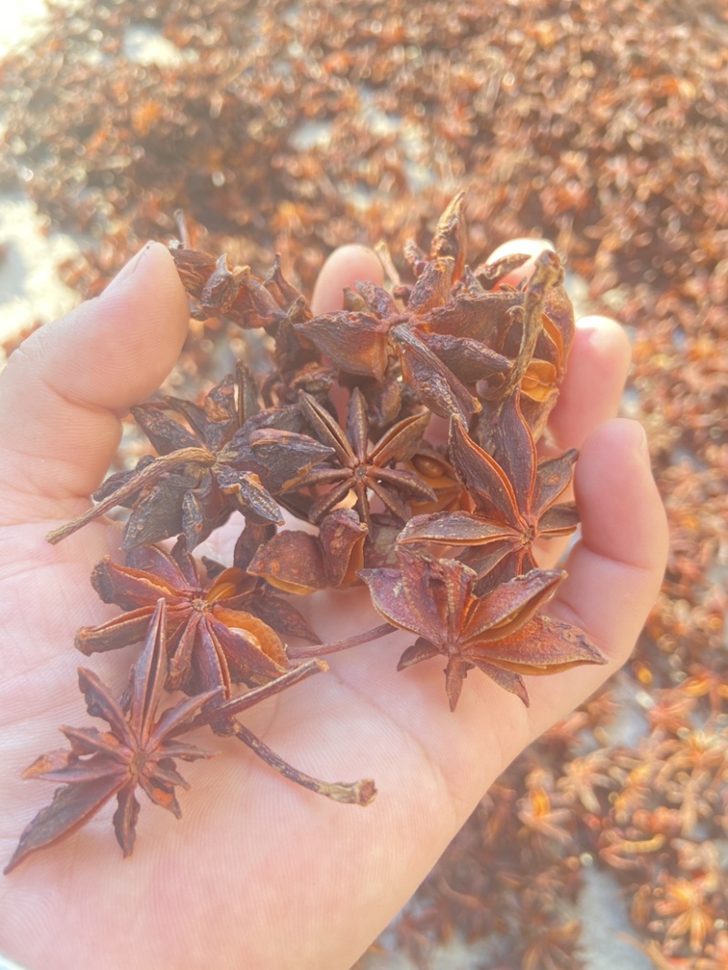 广西八角水烫大红八角自然晒干无硫八角大茴香
