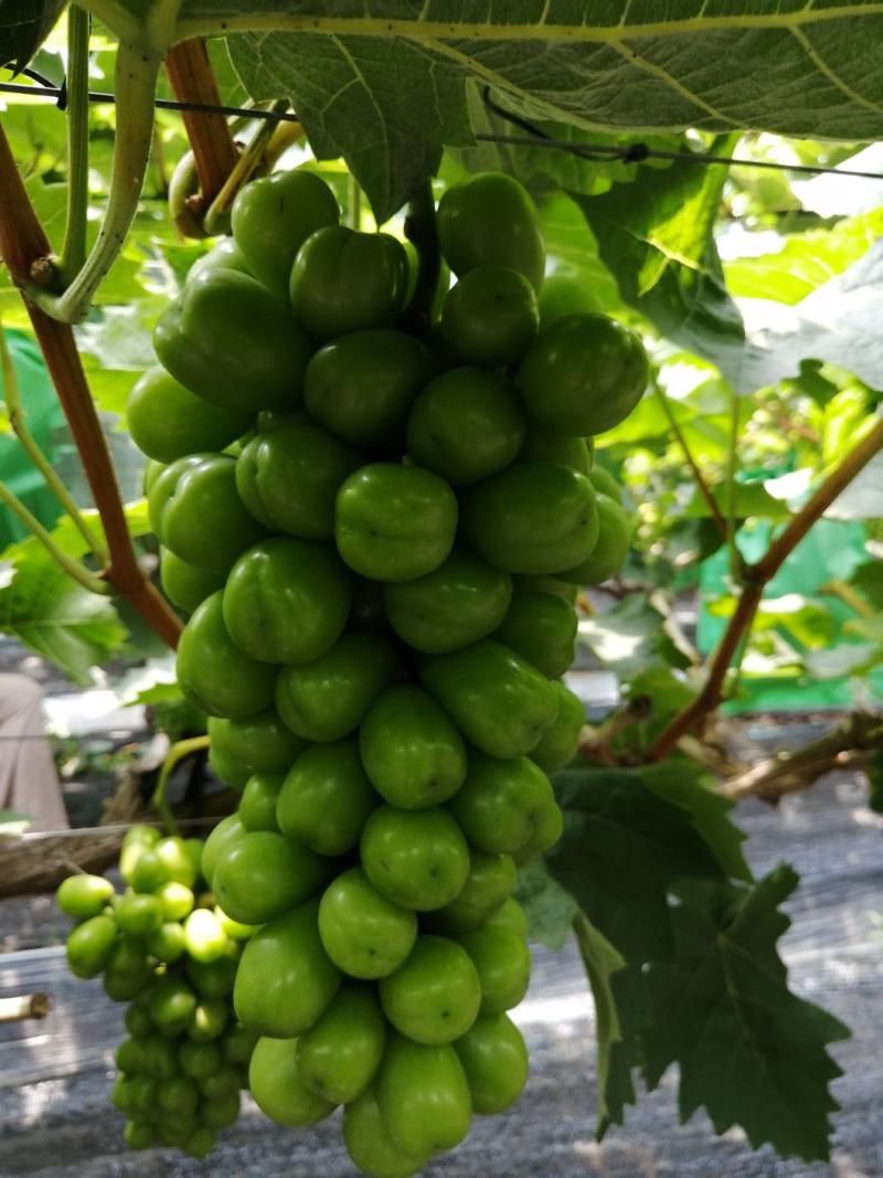 阳光玫瑰，香甜可口，现大量上市。