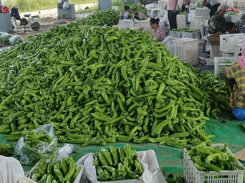 精品陆地尖椒大量上市品行好提供各类包装欢迎洽谈合作