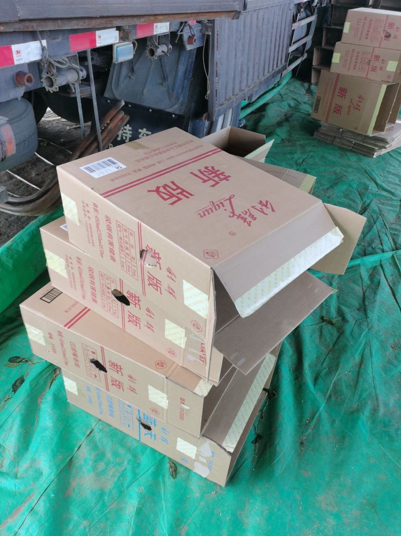 精品陆地尖椒大量上市品行好提供各类包装欢迎洽谈合作