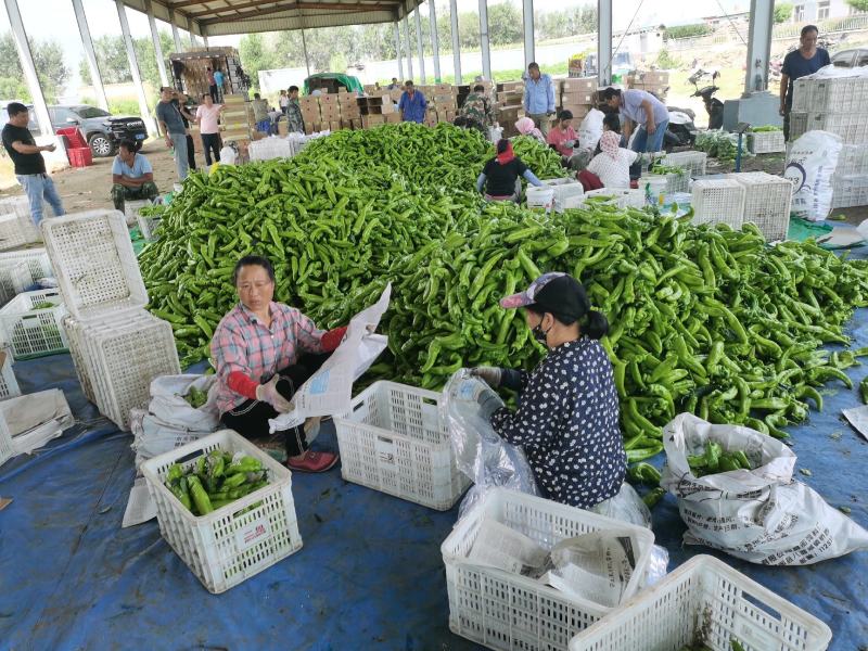精品陆地尖椒大量上市品行好提供各类包装欢迎洽谈合作