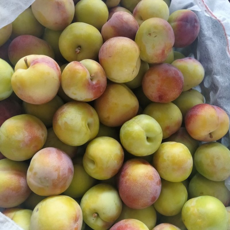 辽宁北镇产地货源老品种李子货源充足有意者联系