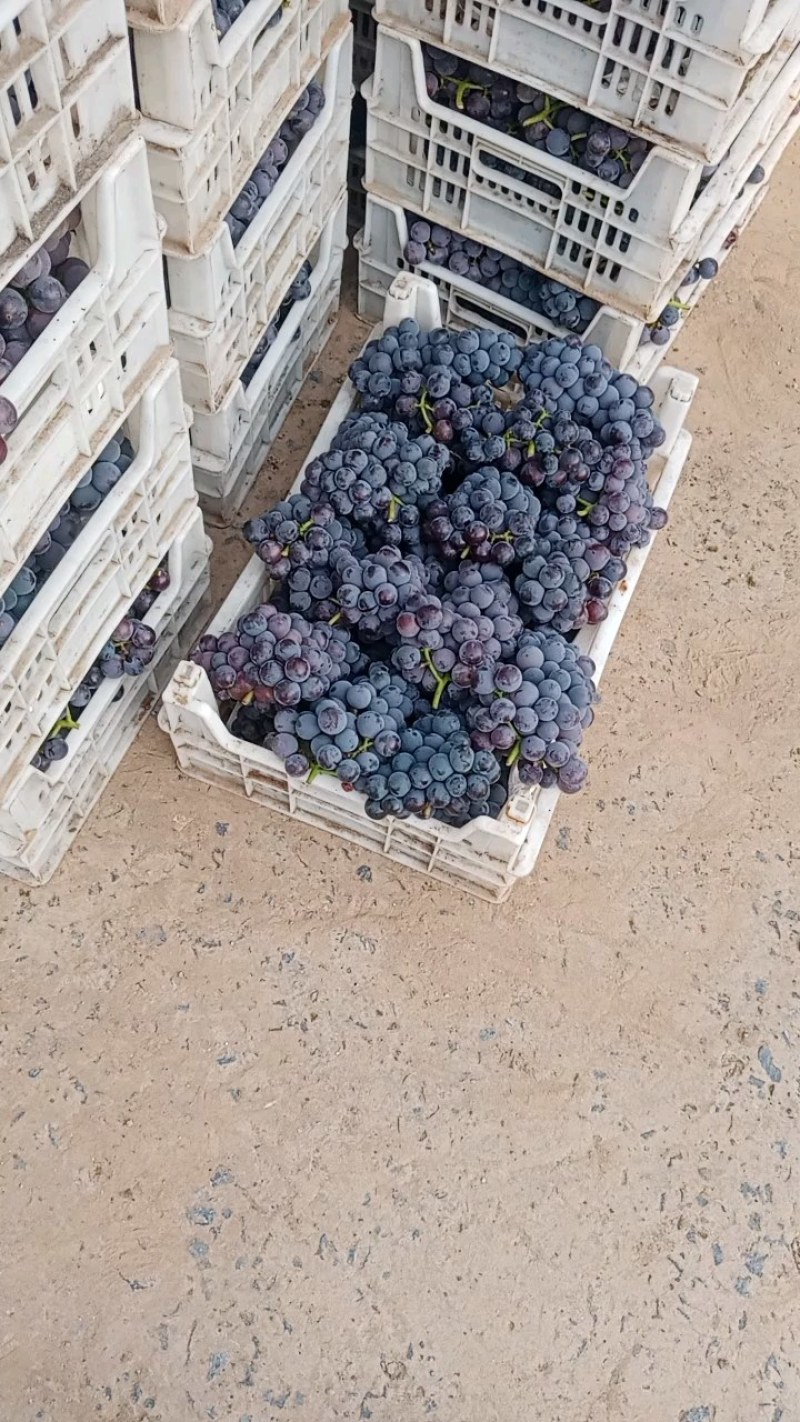 葡萄，京亚，维多利亚胜果洛阳市偃师区万亩葡萄基地大量上市