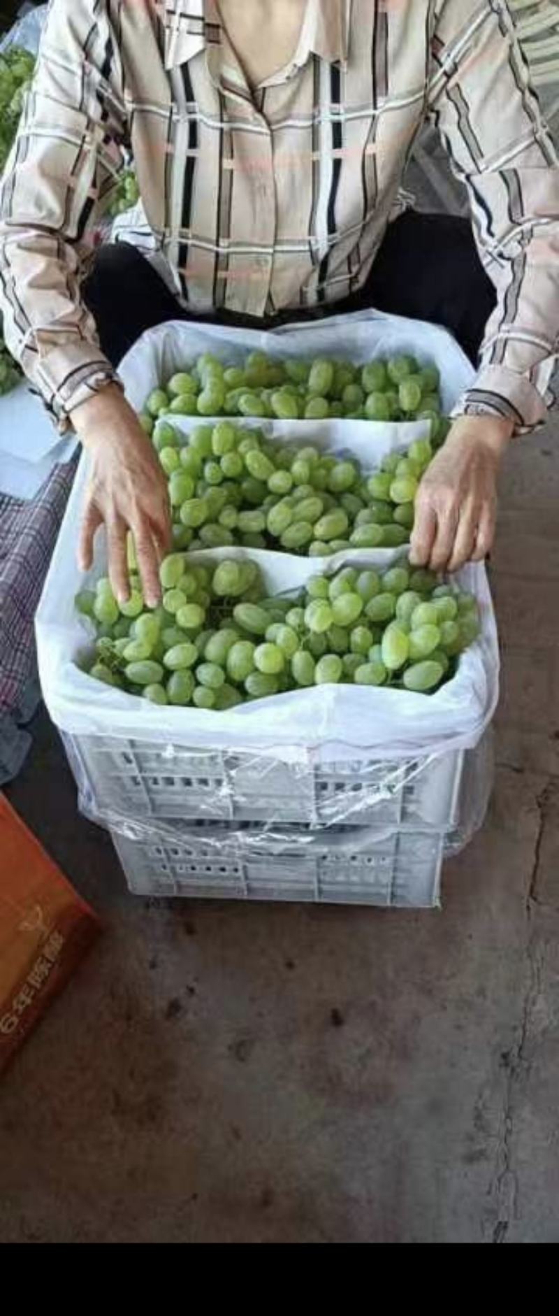 葡萄，维多利亚葡萄大量上市，颗粒大，果面干净，糖度高