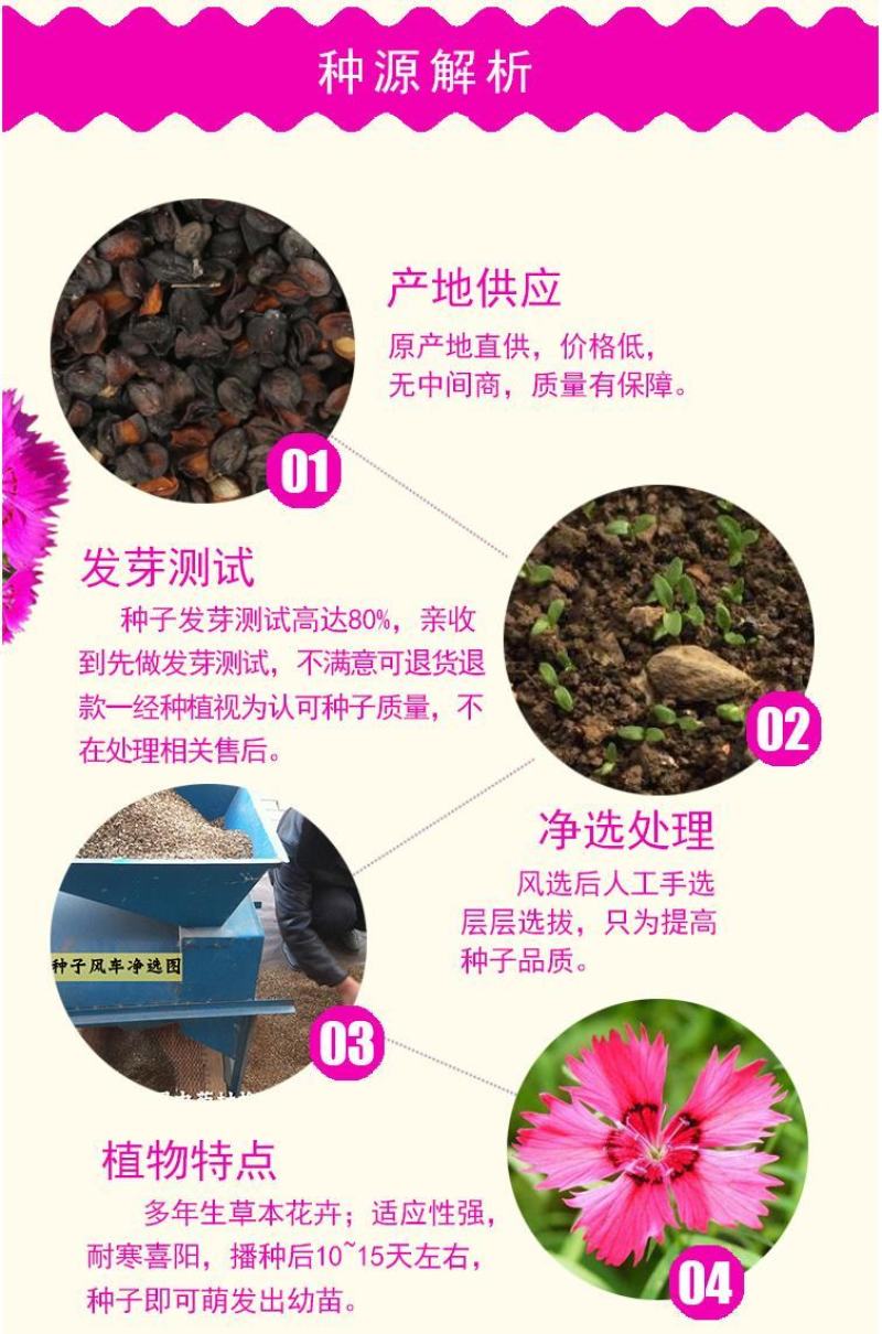 五彩石竹种子四季种混色常夏石竹美国石竹种庭院绿化观赏花种