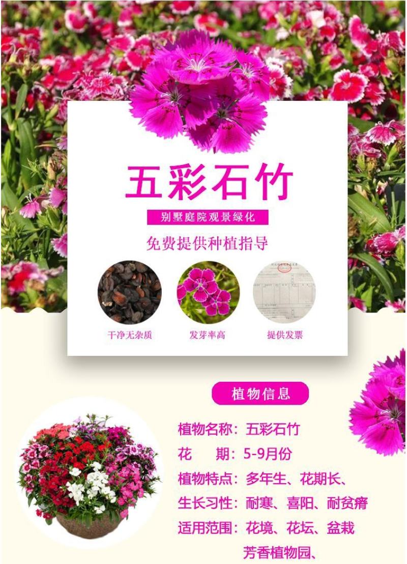 五彩石竹种子四季种混色常夏石竹美国石竹种庭院绿化观赏花种