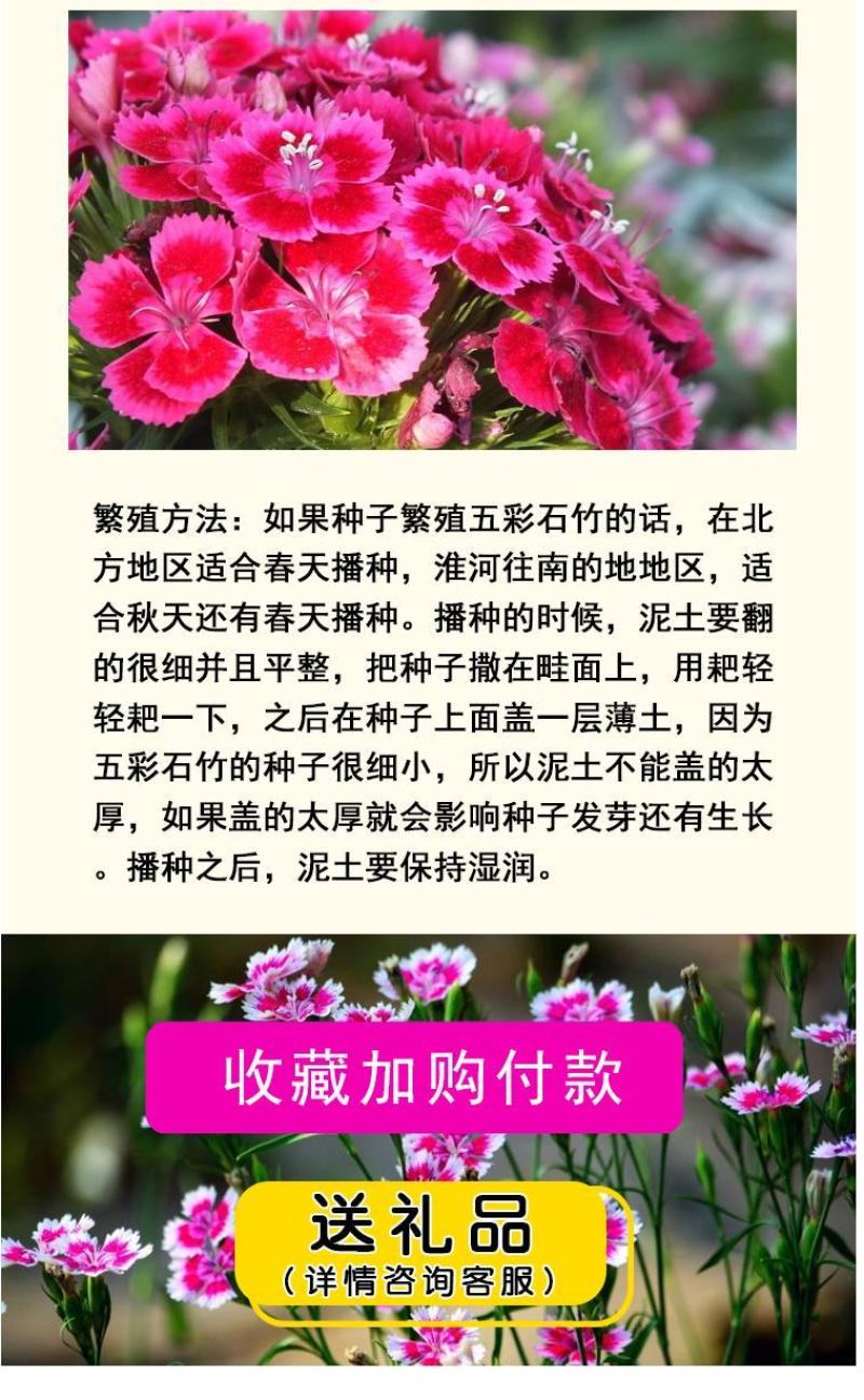 五彩石竹种子四季种混色常夏石竹美国石竹种庭院绿化观赏花种