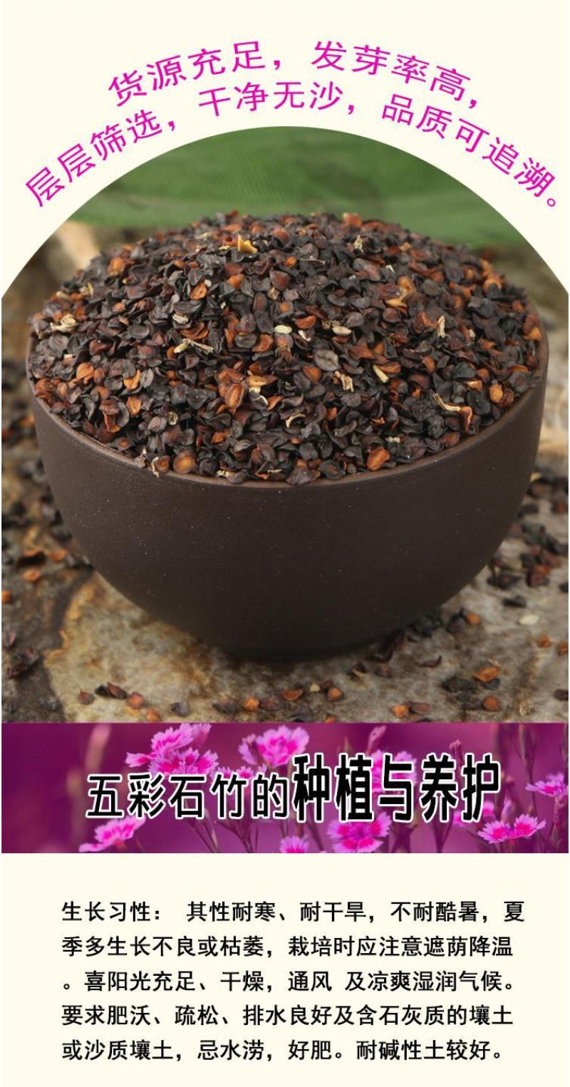五彩石竹种子四季种混色常夏石竹美国石竹种庭院绿化观赏花种