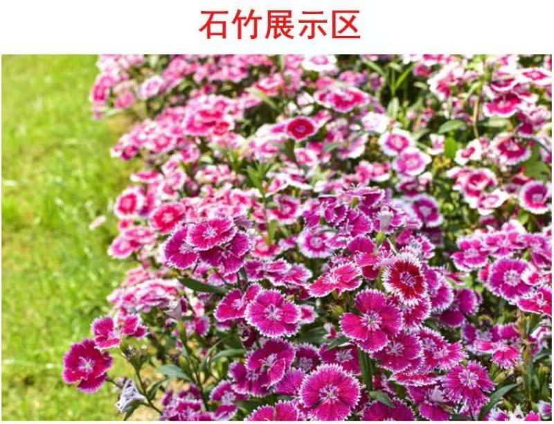 五彩石竹种子四季种混色常夏石竹美国石竹种庭院绿化观赏花种