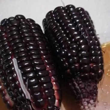 黑粘玉米