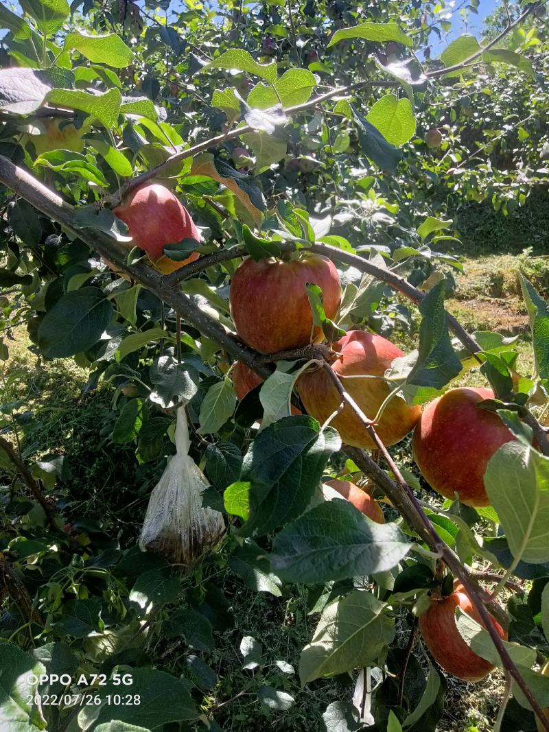昭通苹果红露少量上市欲速从购