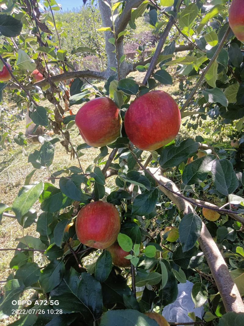 昭通苹果红露少量上市欲速从购