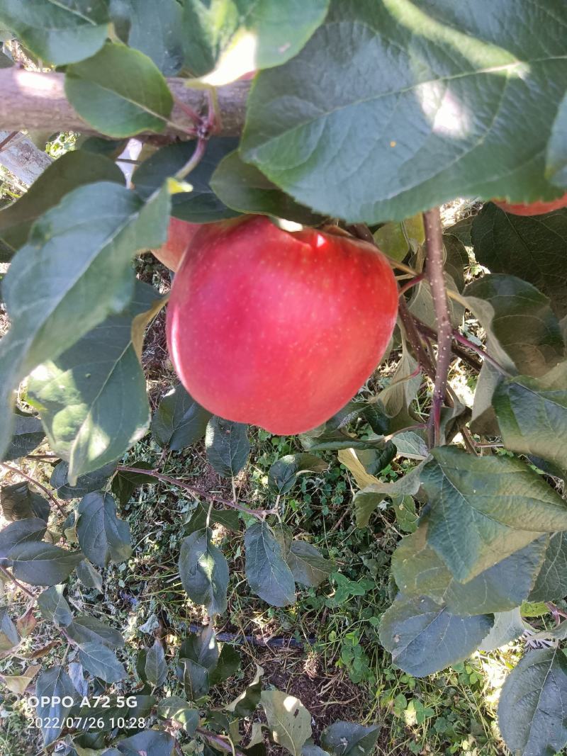昭通苹果红露少量上市欲速从购