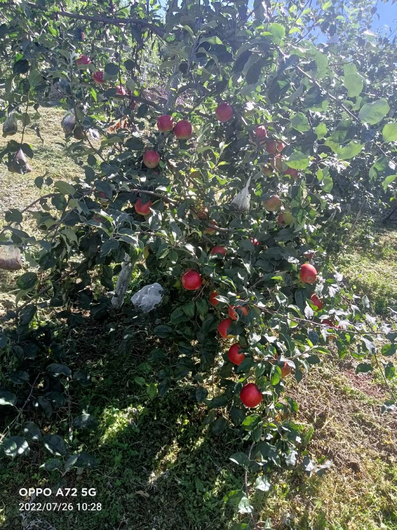 昭通苹果红露少量上市欲速从购