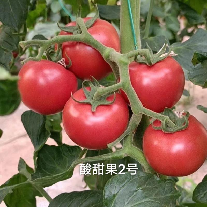 酸甜果二号水果番茄种子绿肩西红柿种子番茄种子酸甜好吃