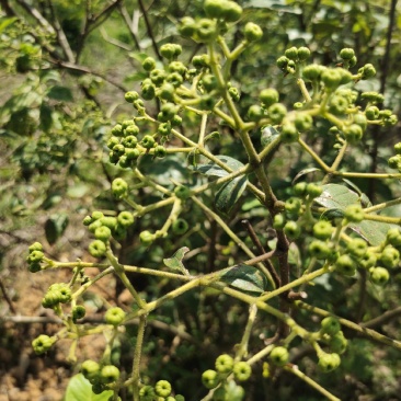广西高山中花吴茱萸