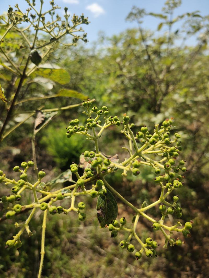 广西高山中花吴茱萸