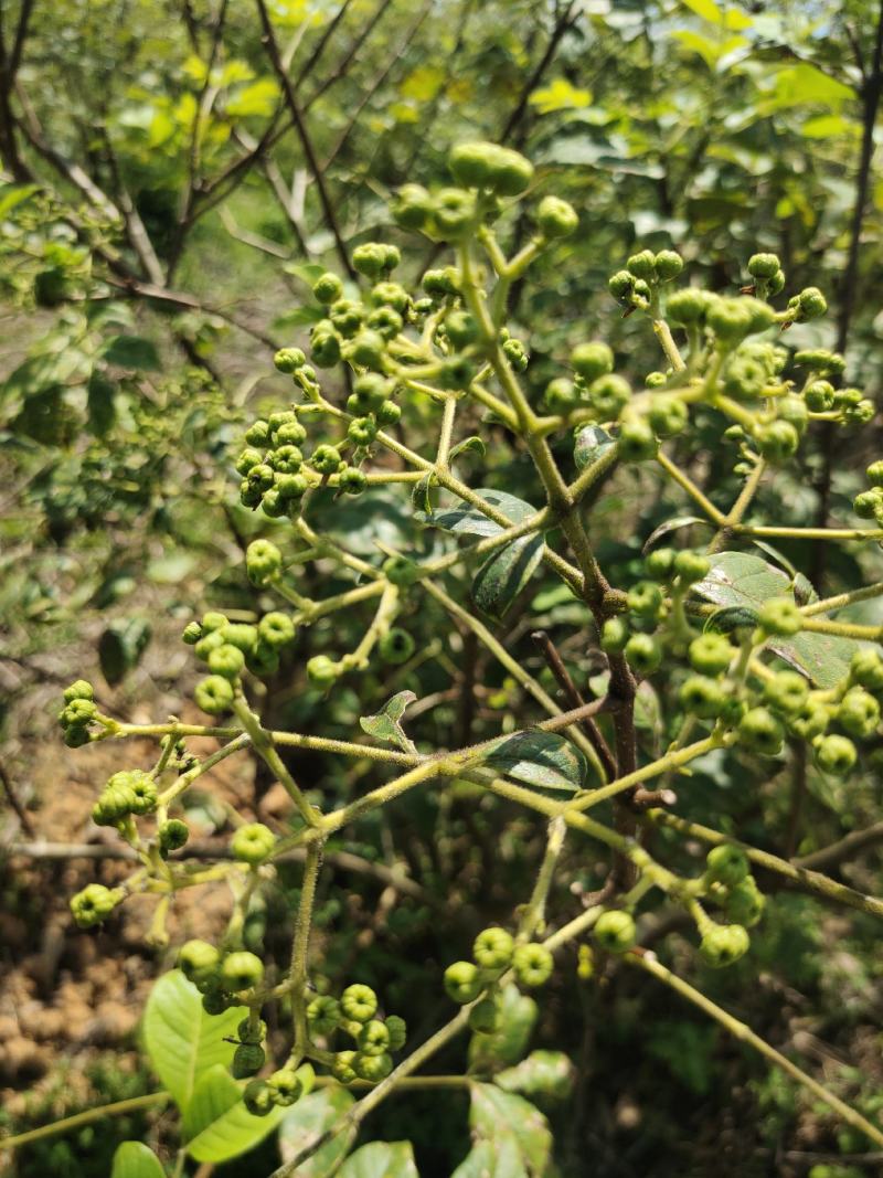 广西高山中花吴茱萸