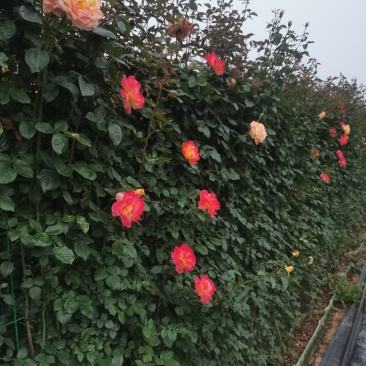 长效供应蔷薇花规格齐全随时可聊