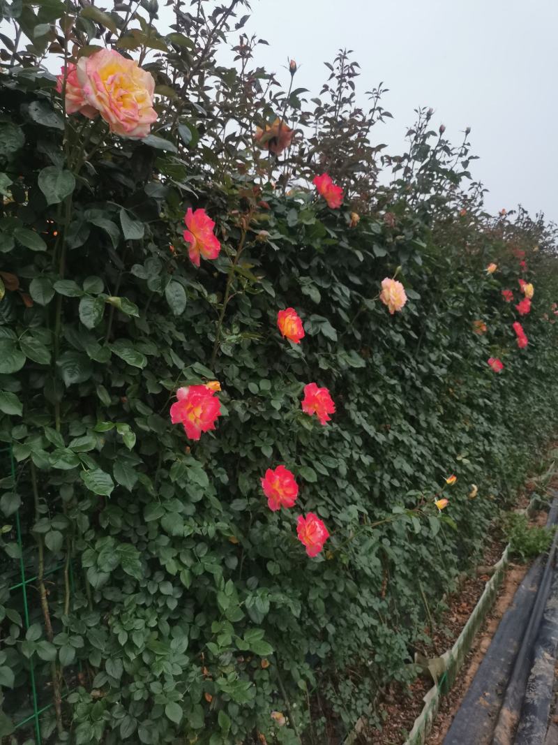 长效供应蔷薇花规格齐全随时可聊