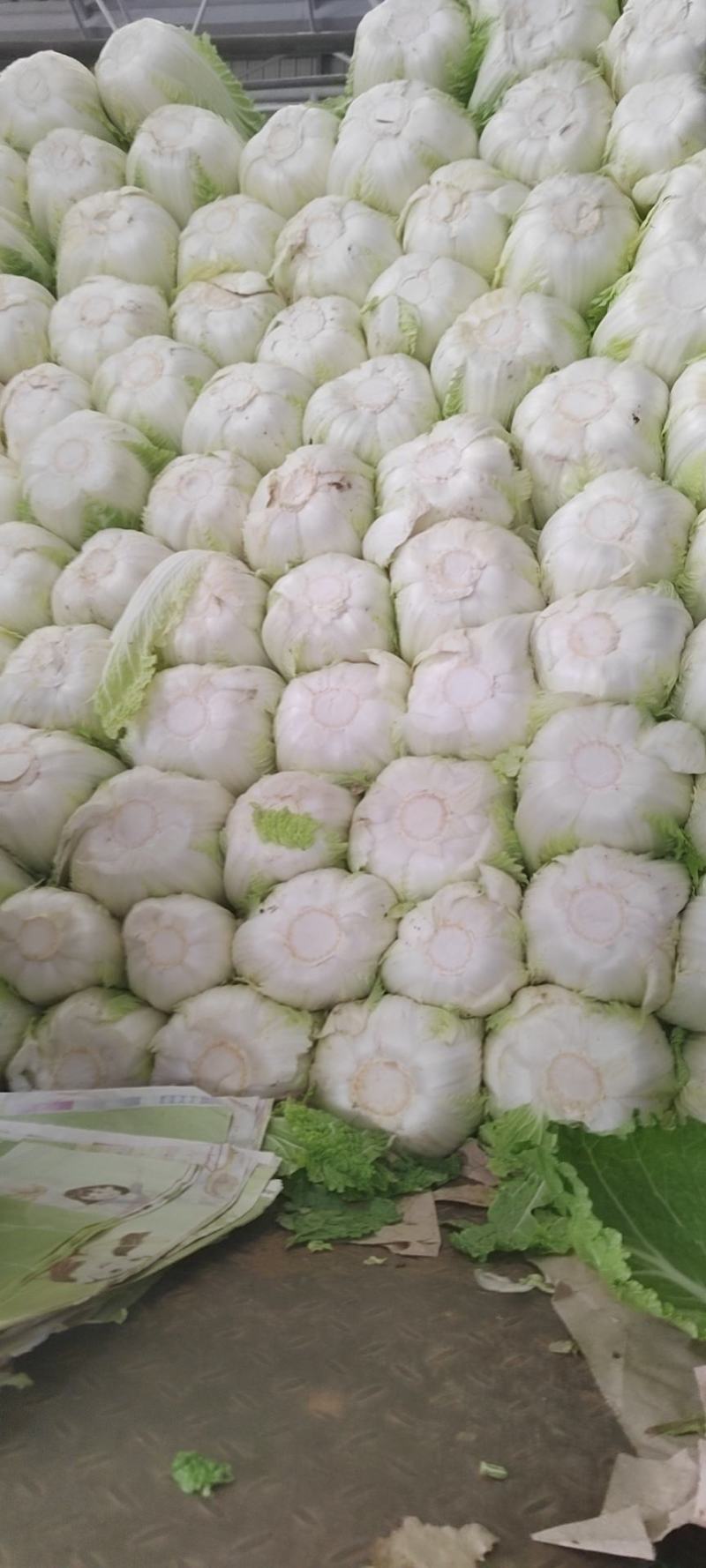 精品优质北京三号大白菜，质量保证，量大从优，欢迎选购