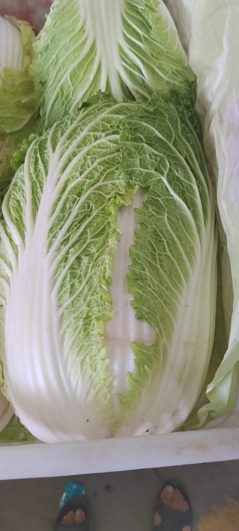 精品优质北京三号大白菜，质量保证，量大从优，欢迎选购