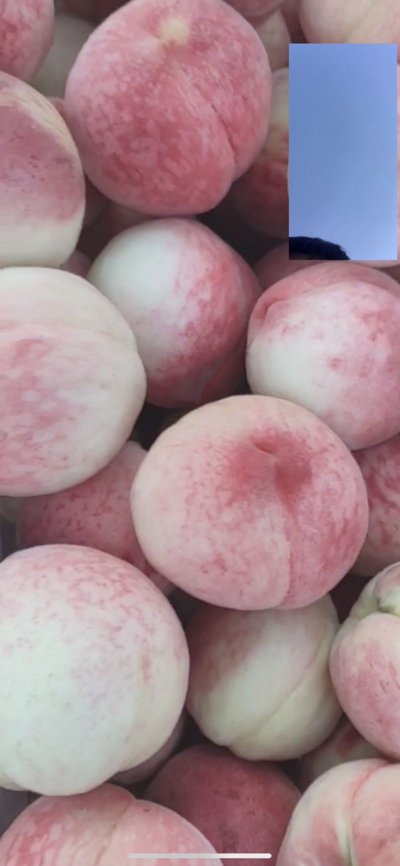 各种红毛桃不同季节不同品种到十月份都有货无伤无坏好货