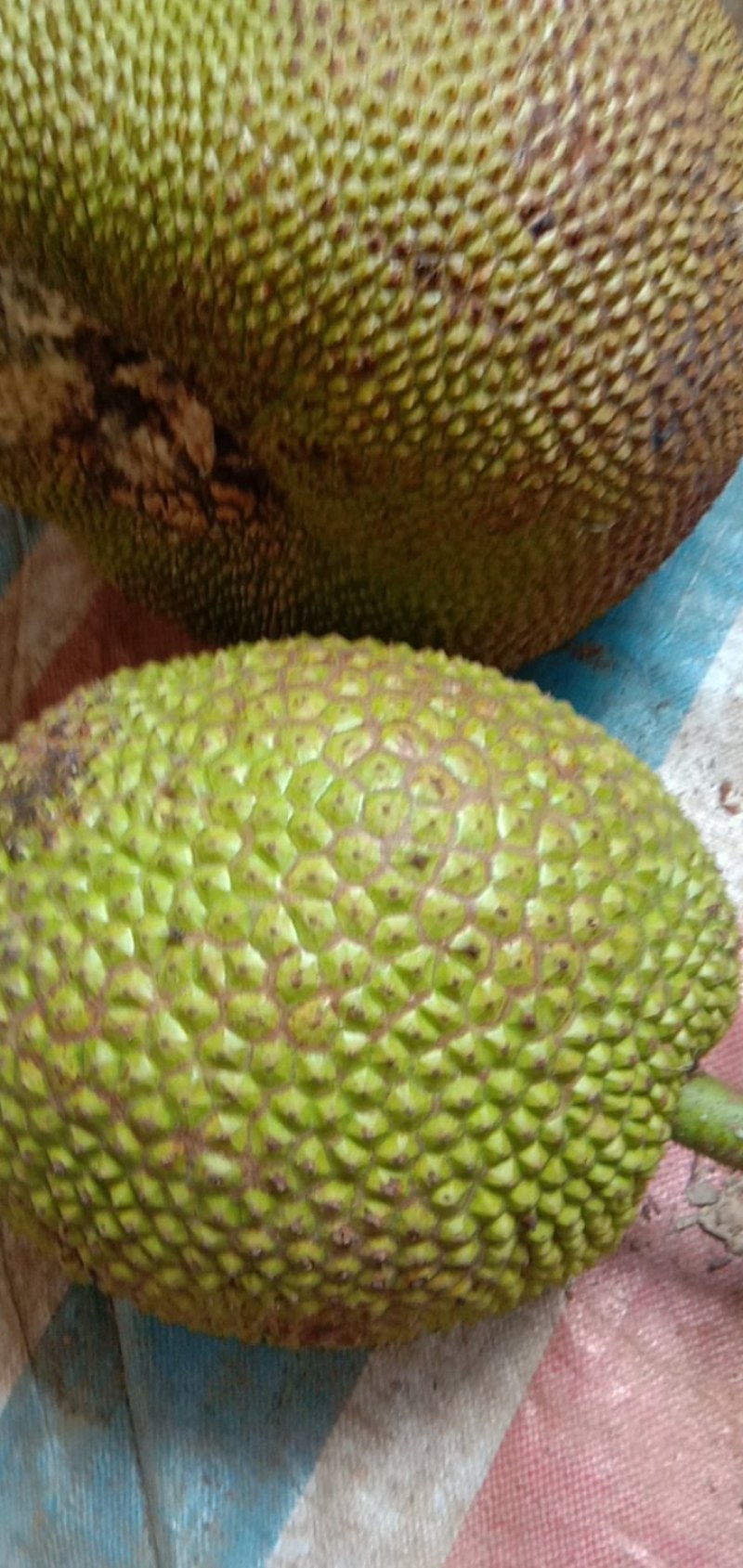 菠萝蜜