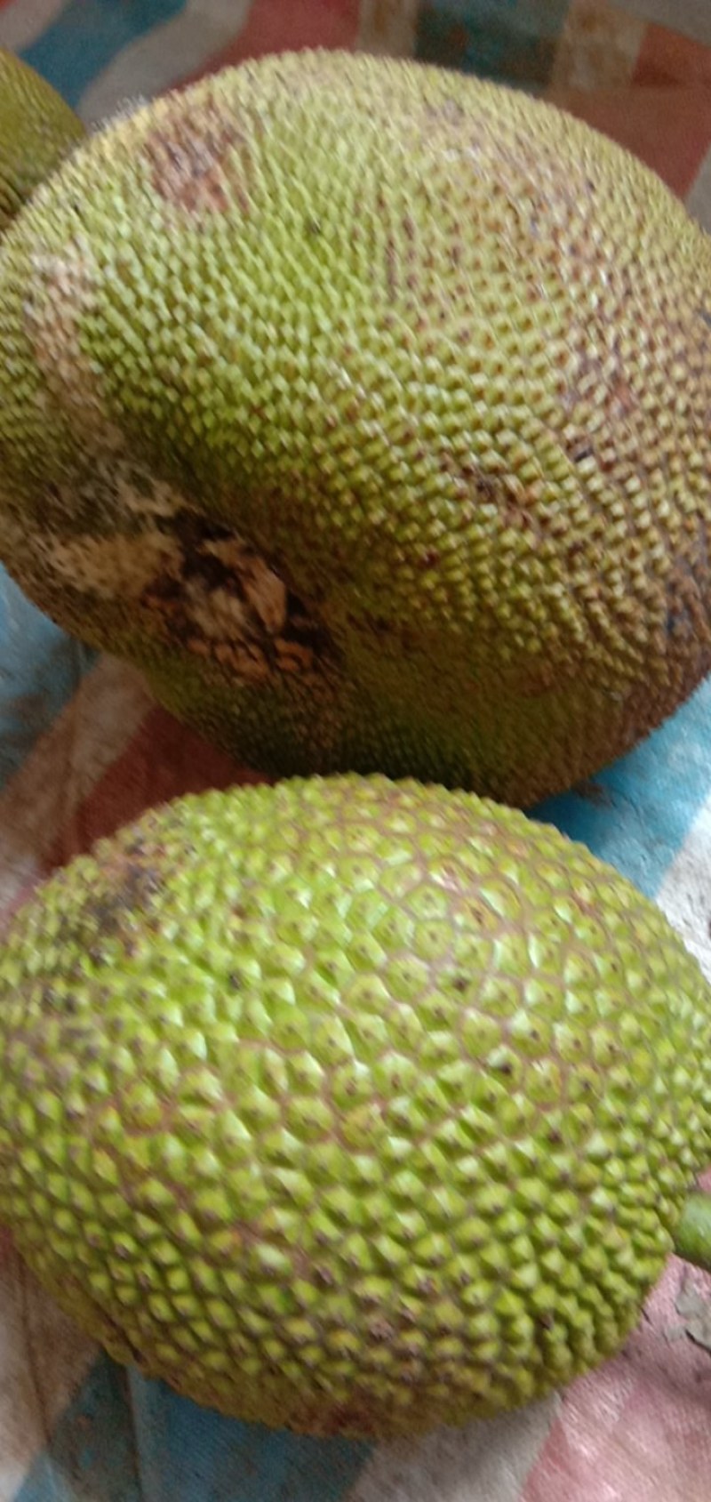 菠萝蜜