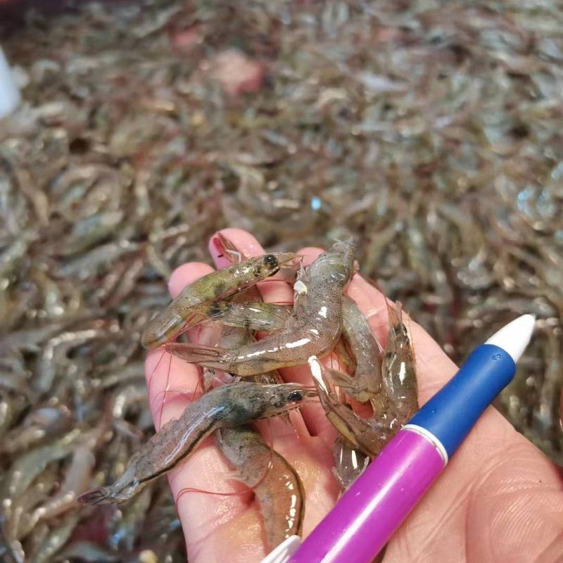 小白虾，小海鱼，小白对虾，团购海虾，海鱼。