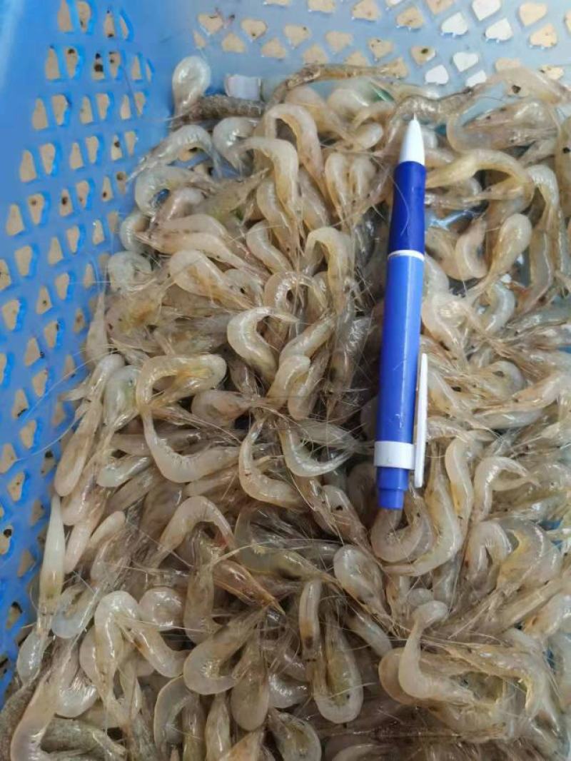 小白虾，小海鱼，小白对虾，团购海虾，海鱼。