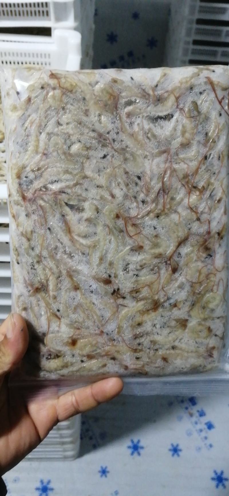 小白虾，小海鱼，小白对虾，团购海虾，海鱼。